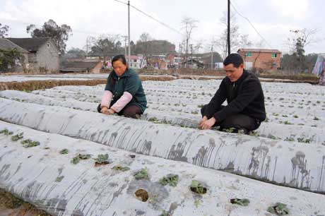 梁山街道：春管动手早 草莓才长好