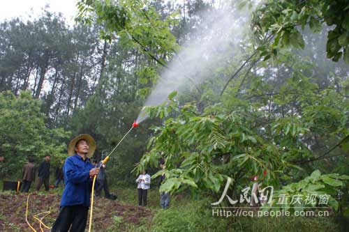七星镇：1500亩板栗挂果增倍 预计收益50万元
