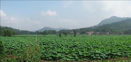 石安镇莲藕种植基地—里程坝种植区
