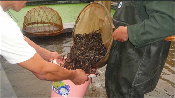 明达镇：实施稻（藕）鳅工程为养殖户发放鳅苗
