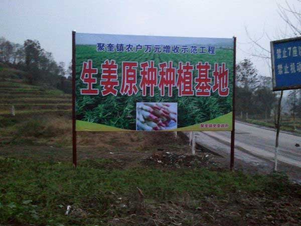 聚奎镇建成生姜生产基地