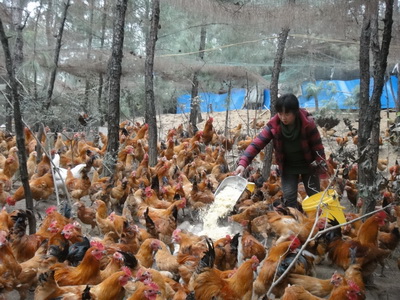 城北乡：林下土鸡畅销川渝两地