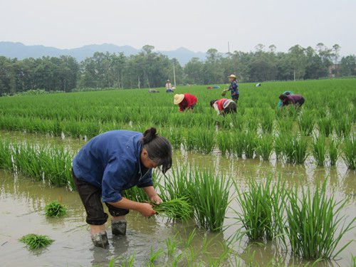 新盛镇：万亩水稻制种栽秧忙