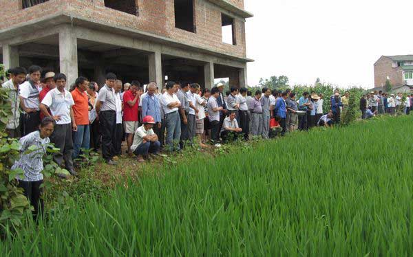 聚奎镇“五到位”搞好水稻中后期病虫防治