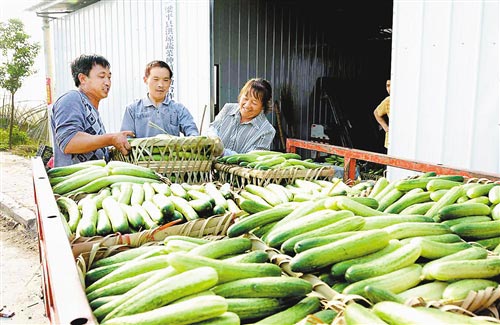 梁山街道有机蔬菜大量上市