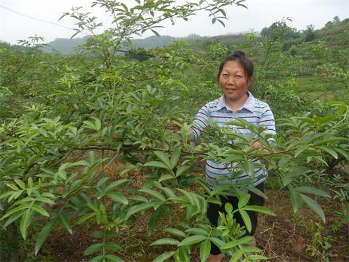 荫平镇：贫瘠坡地种花椒 思路一换效益高