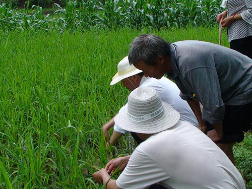 大观镇为农户严把水稻“产量关”