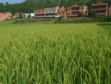 石安镇：水稻长势喜人 亩产量超千余斤