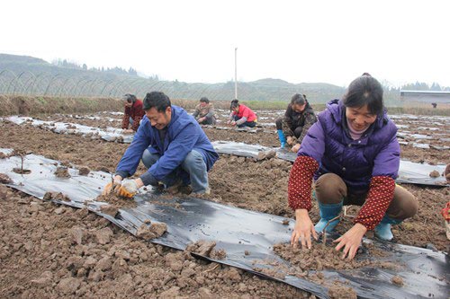 屏锦镇：打造千万级葡萄基地