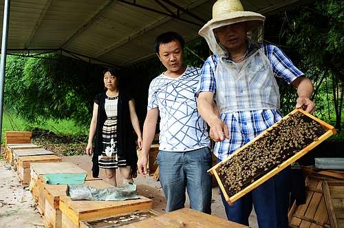 石安镇：发展养蜂产业促农增收