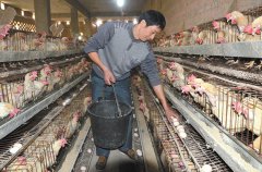 龙门镇：外来女婿养蛋鸡 年收入可达20万