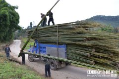 龙胜乡重视低效竹林改造 村民创收8000元