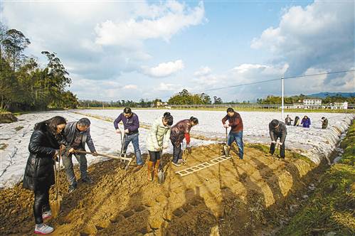 2月16日，梁平县和林镇和林村二组，镇干部在帮助生姜种植大户徐世春打窝