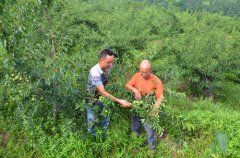 梁平：曲水镇芬芳果园高山李子初产获丰收