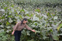 梁平：碧山镇绿色发展萌新招 种植姜藕引效益
