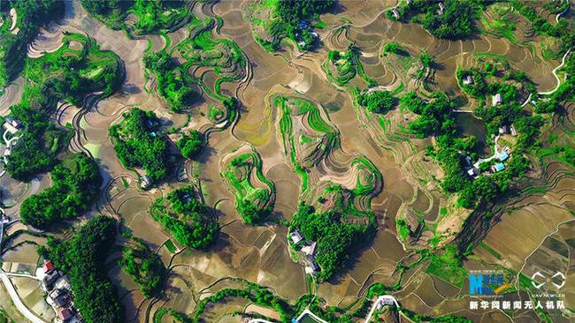图为无人机航拍梁平区明达镇新益村的水稻田，秧苗开始生根泛青。
