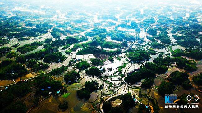 图为无人机航拍梁平区明达镇新益村的水稻田，秧苗开始生根泛青。