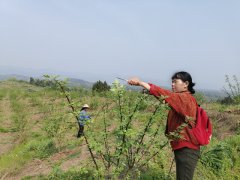 屏锦镇：花椒种植基地忙管护 细心照管待丰收