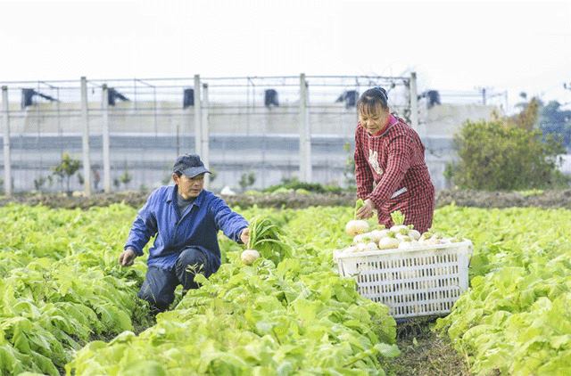 云龙镇三清村蔬菜种植基地，菜农在采收萝卜。 通讯员 熊伟 摄