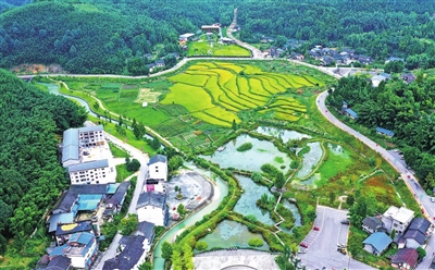 竹山镇尾水提升湿地公园与金黄的稻田交相辉映。通讯员 熊伟 摄