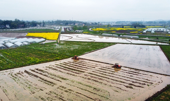 3月10日，在梁平区仁贤街道五一社区，村民驾驶着翻耕机耕田。绿油油的平野绘制成一幅美丽的耕春图。向成国 摄