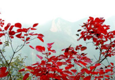 满山红叶似彩霞，彩霞连年映三峡