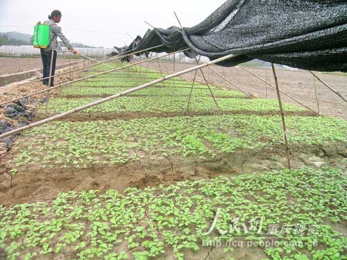 云龙镇“蔬菜基地镇”云龙镇增种秋菜上万亩