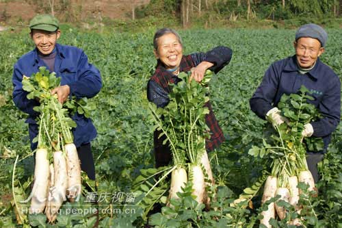 福禄镇：科学种植韩国萝卜获高产