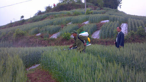 紫照乡：为农业部万亩小麦示范片核心区小麦统一施药