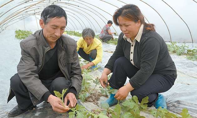 城北乡：返乡农民工种西瓜尝甜头