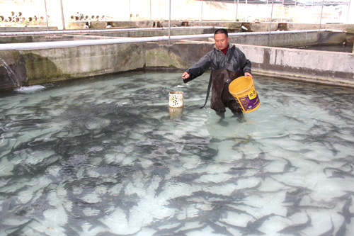 梁平区冷水鱼养殖基地: "鲟鱼达人"用一湾山泉创年收入300万元