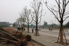 袁驿镇引进百株香樟树 打造“绿色发展示范镇”
