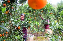 梁平曲水镇：柑橘让村民鼓起“钱袋子”