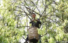 铁门乡：这种长在树上的茶叶，成了村民的“摇钱树”