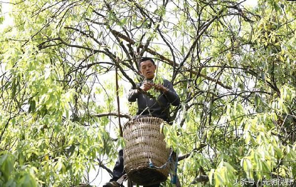 重庆梁平：这种长在树上的茶叶，成了村民的“摇钱树”