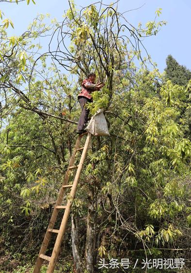 重庆梁平：这种长在树上的茶叶，成了村民的“摇钱树”