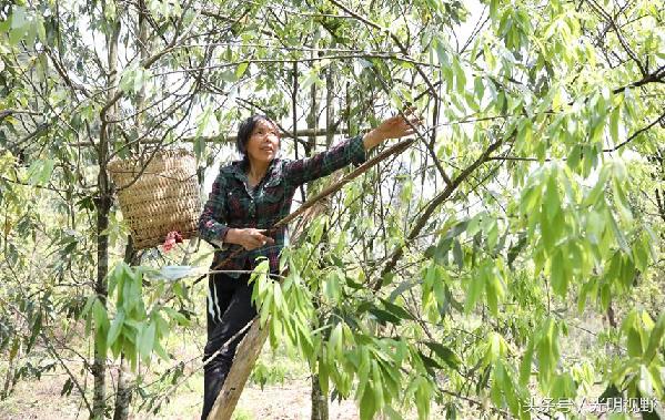 重庆梁平：这种长在树上的茶叶，成了村民的“摇钱树”