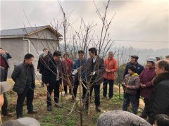 梁平区紫照镇：果树管护技术培训助推产业脱贫