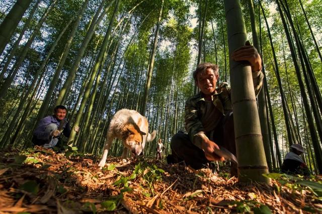 抢先打探！梁平百里竹海旅游度假区5月亮相试运营 