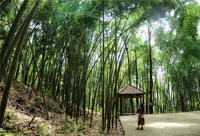 抢先打探！梁平百里竹海旅游度假区5月亮相试运营 