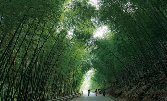 抢先打探！梁平百里竹海旅游度假区5月亮相试运营 