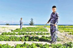 重庆交大在西沙海滩试种蔬菜成功 半亩地采收7种蔬菜共1500多斤