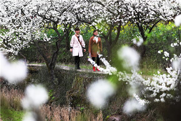 曲水长榜村楼子榜百年李园，李花油菜花盛开，游客漫步花丛间赏花。  肖华 摄